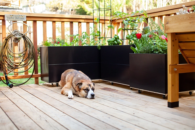 Dog-Friendly Deck Designs For Homeowners In Belvidere, IL 5 Cute dog on deck